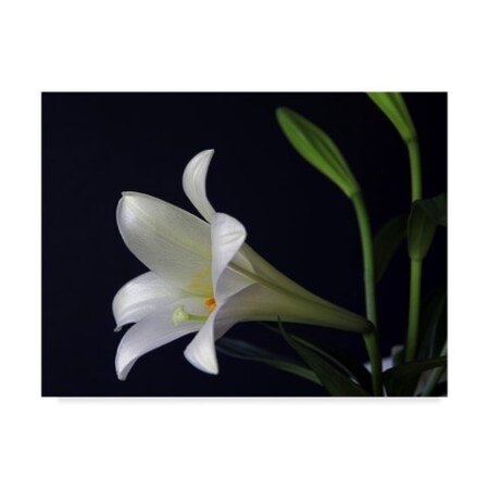 J.D. Mcfarlan 'Lily 1 White' Canvas Art,18x24